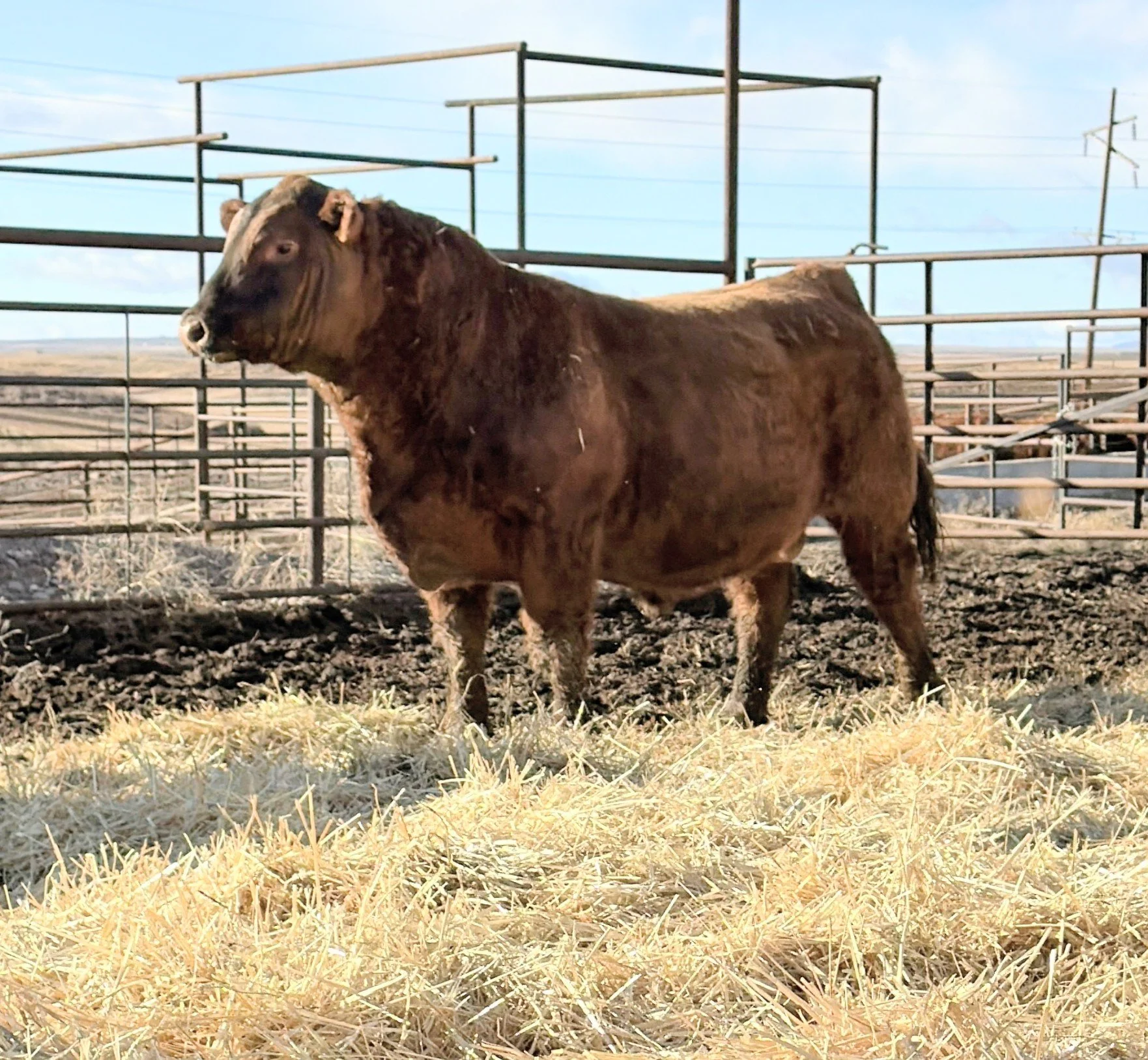 Our Bulls — Henry's Fork Cattle Co